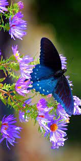 Beautiful watercolor flowers bouquet with gold floral. Totem Animal Medicine The Butterfly Beautiful Butterflies Butterfly Moth