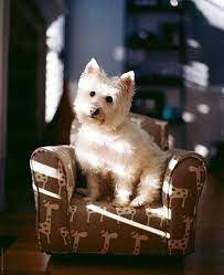 A low growl could indicate there is more to this possession of your chair than you thought. Cute White Dog Sitting In A Miniature Chair By Jakob Lagerstedt
