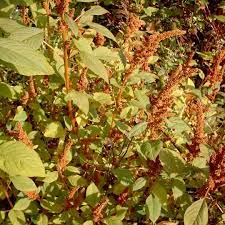Golden sun bio organic cereale amaranth. Golden Cereal Amaranthus Hypochondriacus Bio Saatgut Lang