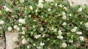 Image result for Gomphrena celosioides