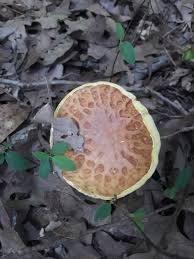 Image result for Boletus separans