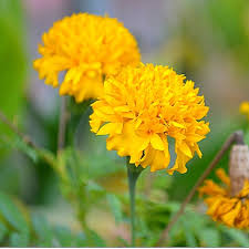 We did not find results for: Cara Menanam Benih Bunga Marigold Dari Biji Yang Benar Bibitbunga Com