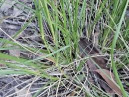 Image result for Sporobolus natalensis