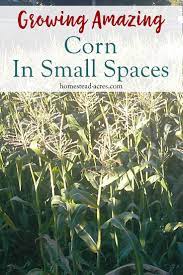 Check spelling or type a new query. How To Grow Corn In A Square Foot Garden Homestead Acres