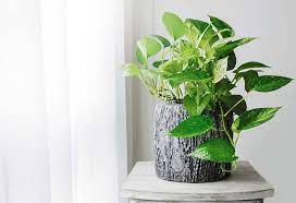 Maybe you would like to learn more about one of these? 15 Best Indoor Plants For Apartment Living