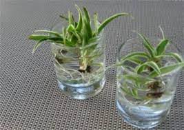 39 Diy Indoor Water Garden Container Ideas Godiygo Com Indoor Water Garden Spider Plant Babies Container Water Gardens