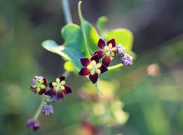 Image result for Pentarrhinum insipidum