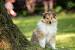 Blue Merle Long Haired Collie