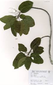 Image result for Carpodiptera africana