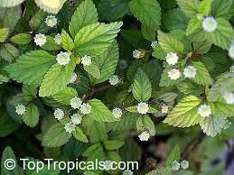 Image result for Lippia