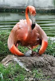 Baby Flamingo 15 Flamingo Pet Birds Beautiful Birds