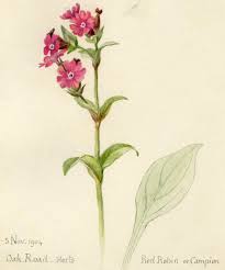 Image result for Silene abyssinica