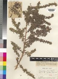 Image result for Adenocarpus mannii