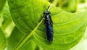 Composting toilets are an effective, low cost way to deal with the difficult problem of human waste. Maggots In Compost Identification Prevention Solutions Whyfarmit Com