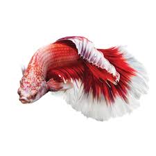 Great savings free delivery / collection on many items. Premium Butterfly Male Betta Fish Fish Goldfish Betta More Petsmart