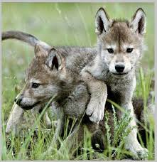 Iki Yavru Kurt Baby Wolves Wolf Pup Wolf Dog