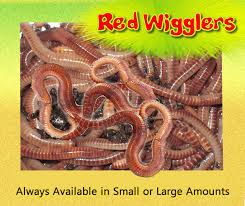 Check spelling or type a new query. Live Healthy Red Wigglers Red Worms For Composting Fishing Bait 1full Pound Red Wigglers Red Worms Red Wiggler Worms