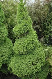 It sounds as though dwarf alberta spruce wasn't the best choice for your garden. Dwarf Alberta Spruce Picea Glauca Conica Spiral In Detroit Ann Arbor Dearborn Royal Oak Bloomfield Michigan Mi At English Gardens