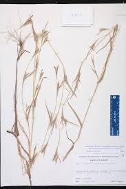 Image result for Hackelochloa granularis