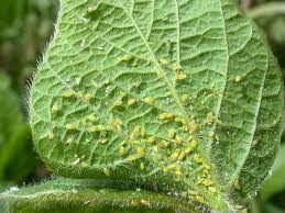 We did not find results for: Signs Of Aphids Learn How To Rid Your Garden Of Aphids Gardening Ideas By Pioneer Settler Garden Pests Garden Pest Control Aphids