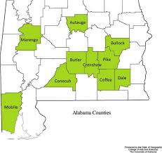 Image result for Galium scabrellum