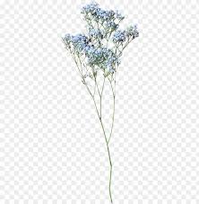 Use these pictures to help you understand how much you need. Baby Breath Flower Png Image With Transparent Background Toppng