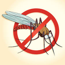 How Mosquitoes Find You And Drink Your Blood Debugged Oddly enough, there is a reason these mosquitoes end up 'exploding' from so much blood sucking. how mosquitoes find you and drink your blood debugged