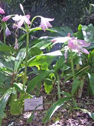 Image result for Crinum moorei