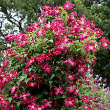 Check spelling or type a new query. Buy Clematis Group 3 Clematis Madame Julia Correvon 22 99 Delivery By Crocus