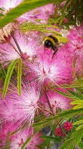 Calliandra Dixie Pink The Powder Puff Tree Video Mimosa Flower Echinacea Japanese Plants