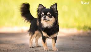 Đặc điểm của giống chó cảnh nhỏ Chihuahua hay chó Kiquaqua