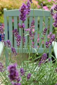 Carpe Diem Lavender Flowers Flower Garden Lavender Cottage