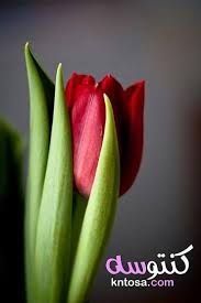صور ورد التوليب أجمل الصور الطبيعية والرومانسية للورود زهرة التوليب الحمراء kntosa com 15 19 156 fruit red flowers banana