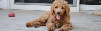 Moss creek goldendoodles is a premium home breeder of english goldendoodle puppies located in sunny central florida. Goldendoodle Breeder Ny Goldendoodle Puppies Ny Mini Sheepadoodle Puppies Doodles By River Valley Doodle Puppies River Valley Goldendoodles Puppy Breeder In Ny Near Pa Near Nyc