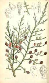 Image result for Microcharis