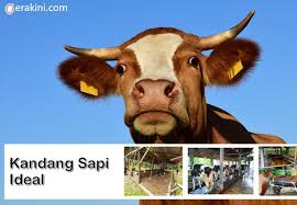 Savesave denah kandang sapi for later. 8 Syarat Kandang Sapi Ideal Modern Maupun Sederhana