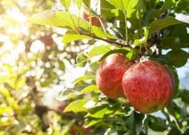 Choose from over 500 varieties of fruit trees suitable for growing in most any location across the u.s. Low Chill Apple Trees Choosing Apple Trees For Zone 9