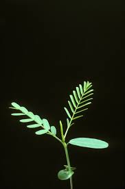 Image result for Sesbania pachycarpa