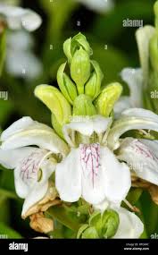 Image result for Justicia odora