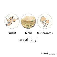 Oapgrc On Twitter Yeast Mold And Mushrooms Are All Fungi Https T Co Yxbbcgjfwe