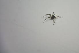 No brasil, podemos destacar estas como as 5 aranhas mais venenosas! Especialistas Alertam Sobre Perigos Da Aranha Marrom