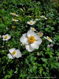 Image result for Anemone transvaalensis