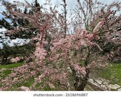 Image result for tamarix ramosissima pink cascade
