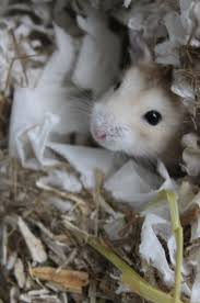 Comportement Le Hamster Russe