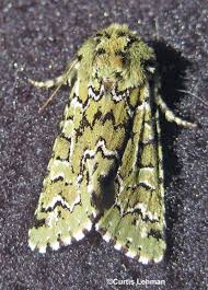 Image result for Fadogia gossweileri