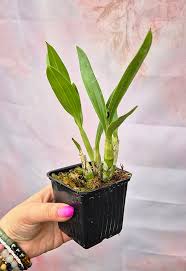 Image result for Ansellia