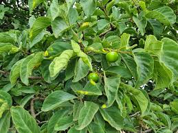 Image result for Vangueria infausta