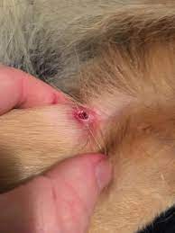 The ice should not touch the dog, the fumes from it are what is needed. My Dog Has A Small Open Wound On His Hind Leg It Had A Small Mass That I Though Was A Tick But Was Not I Have Put Neosporin On The