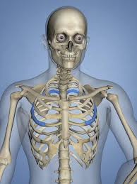 Learn more here you are seeing a 360° image instead. Fourth Rib Rib Cage 3d Model Stock Illustration Illustration Of Anatomy Skull 108971393