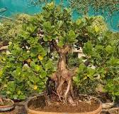 Beautiful Designed Ficus Bonsai Tree #bonsai #bonsaimaterial #bonsaiplant  #nature #bonsaitree